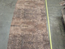 American Black Walnut Burr